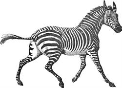 ZEBRA PSYCHOLOGY