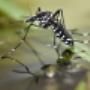 mosquito pest control