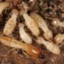 termite