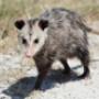 Humane Possum Removal Brisbane
