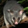 Humane Possum Removal Brisbane