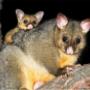 Humane Possum Removal Brisbane