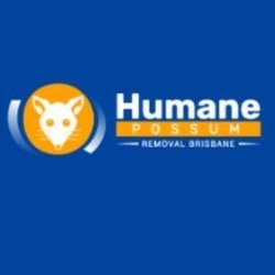 Humane Possum Removal Brisbane