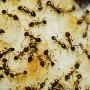 Ants Pest Control