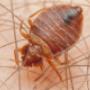 Bed Bugs Control