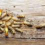 Termite Protection