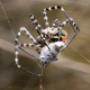 spider control
