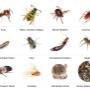 pest control