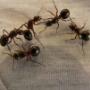 1640161401ant-control-adelaide.jpg