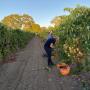 Grape Picking