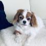 SASH - the Small Animal Specialist Hospital