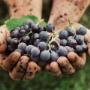 Bunch of blues grapes being held with 2 hands