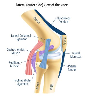 Lateral-side-of-the-knee