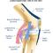 Lateral-side-of-the-knee