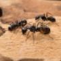 Ants Control Services