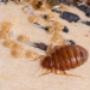Bed Bugs Control