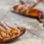 Cockroach Control