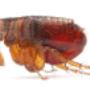 Flea Pest Control