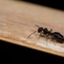 Your Local Environmentally Friendly Pest Control Experts