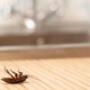 Your Local Environmentally Friendly Pest Control Experts