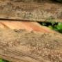Your Local Environmentally Friendly Pest Control Experts