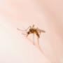 Your Local Environmentally Friendly Pest Control Experts