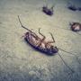 Your Local Environmentally Friendly Pest Control Experts
