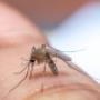 Your Local Environmentally Friendly Pest Control Experts