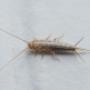 Your Local Environmentally Friendly Pest Control Experts