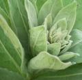 How To Make Your Own Lung Cleansing With Mullein Herbal Tea.