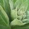 Mullein-Herbal-Tea