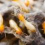 Termite Control Services
