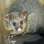 best Possum Removal services