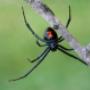 spider control service