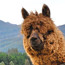 Maydena Mountain Cabins & Alpacas