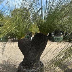 Grasstrees Australia