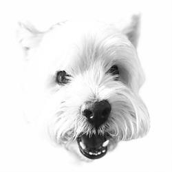 Pets On Semaphore