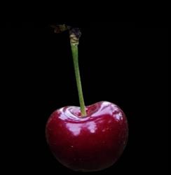 Harrisville Orchards