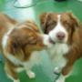 Friends of Kalmpets