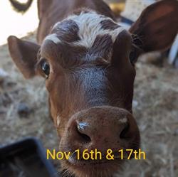Lilydale Yarra Valley Show