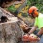 Tree Lopping Sunshine Coast