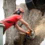Tree Lopping Sunshine Coast