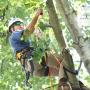 Tree Lopping Sunshine Coast