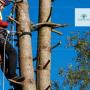 Tree Lopping Sunshine Coast