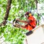 Tree Lopping Sunshine Coast