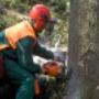 Tree Lopping Sunshine Coast