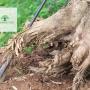 Tree Lopping Sunshine Coast