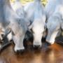 Molasses is fed as a supplement to beef cattle.