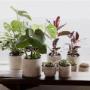 Indoor Plants Online