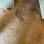 Carpet Steam Cleaning